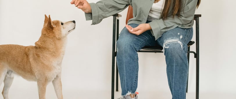 person sitting in a chair holding out a treat for the dog beside them