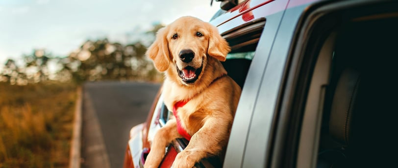 a dog leaning out the window of a car