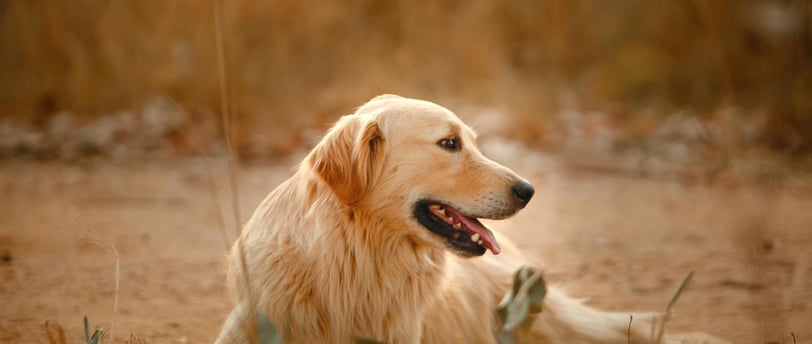golden retriever looking to the side, laying in sand