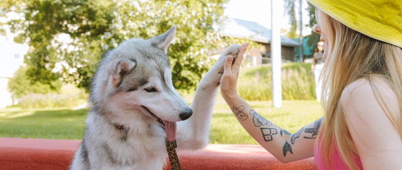 woman with tattoos and a gray husky high fiving