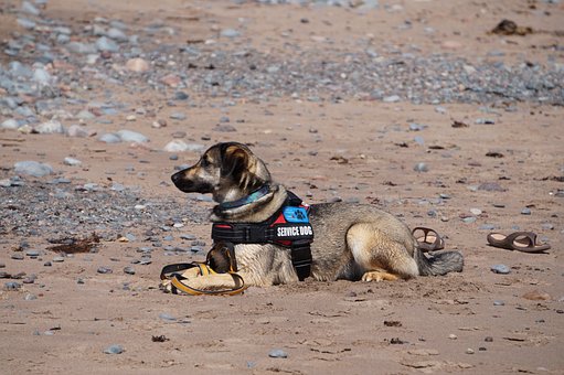 dog laying on sand or dirt with service dog harness on