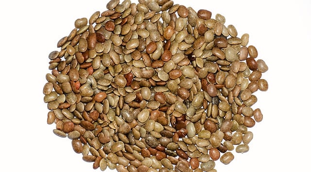 Horse gram