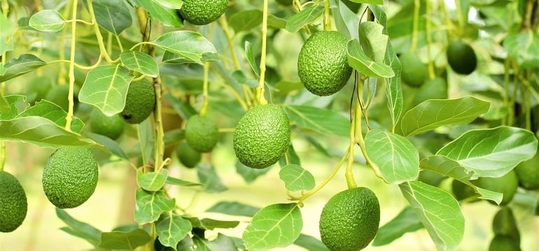 Avocado