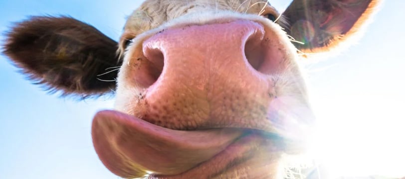 cow-with-long-tongue-funny-comedy-hilarious-laugh-fun-dilsebatein-07