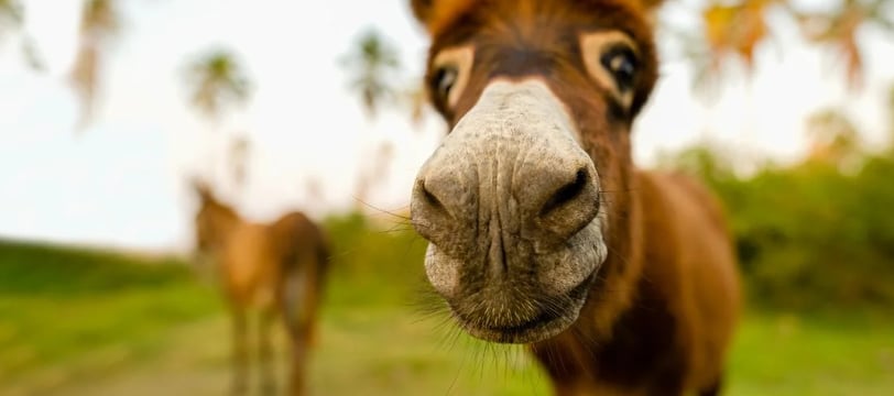 desperate-donkey-close-up-funny-comedy-hilarious-laugh-fun-dilsebatein-08