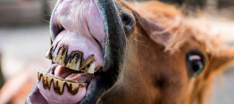 horse-dirty-teeth-showing-funny-comedy-hilarious-laugh-fun-dilsebatein-10