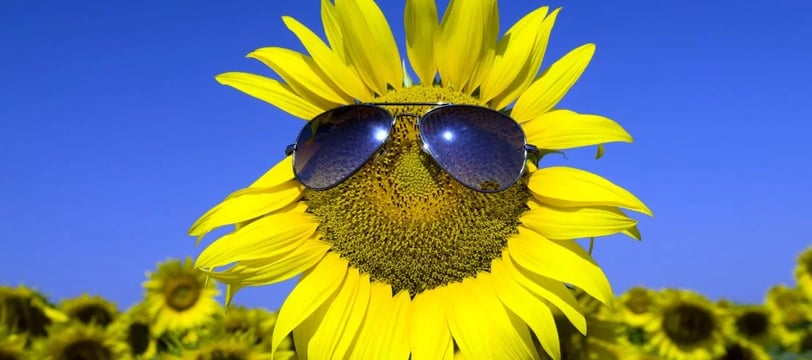 sunflower-wearing-glasses-funny-comedy-hilarious-laugh-fun-dilsebatein-14