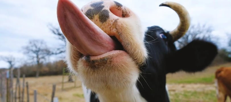 cow-long-tongue-close-up-funny-comedy-hilarious-laugh-fun-dilsebatein-16