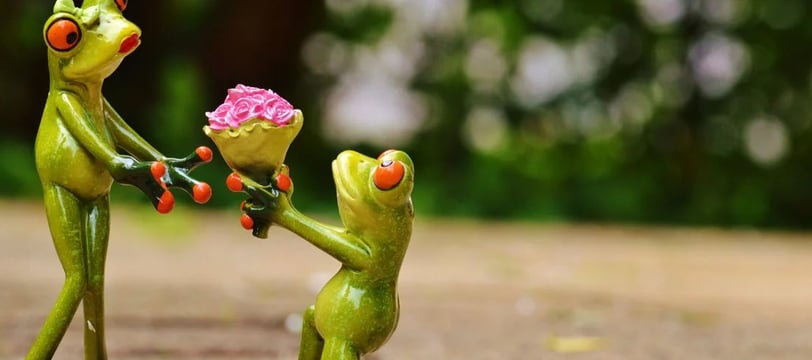 frog-purposing-love-funny-comedy-hilarious-laugh-fun-dilsebatein-18