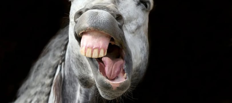 horse-showing-teeth-close-up-funny-comedy-hilarious-laugh-fun-dilsebatein-23