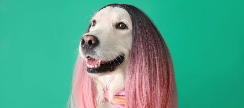 dog-with-long-hair-funny-comedy-hilarious-laugh-fun-dilsebatein-24