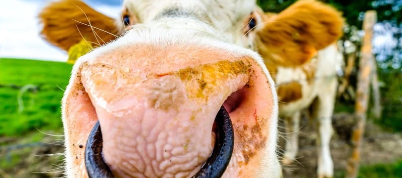 cow-close-up-with-nose-ring-funny-comedy-hilarious-laugh-fun-dilsebatein-32