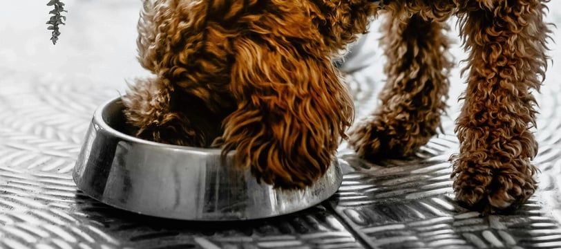 a dog is eating food out of a bowl