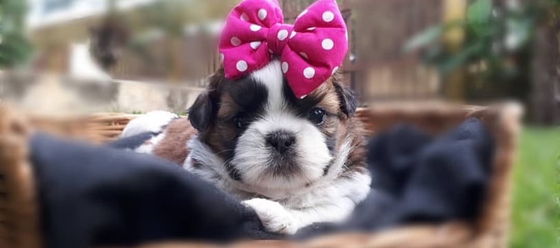 Shih tzu Mini em goiania