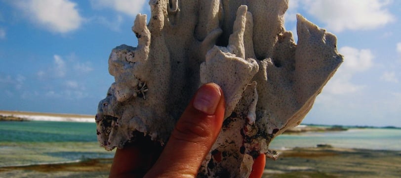 foto da autora segurando um coral em Bonaire viagens de navio