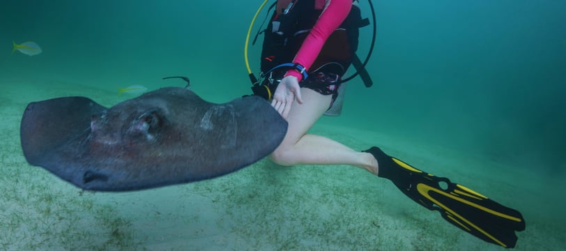 tour com arraias ilhas cayman