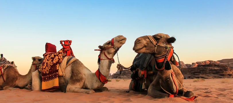 Dubai camel riding, featured on MyTripJunction.com travel blog.