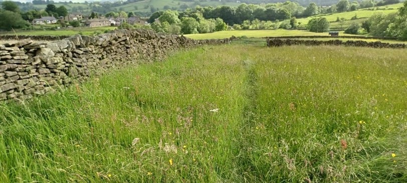 Lush summer meadow