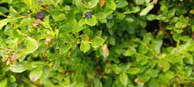 Bilberries