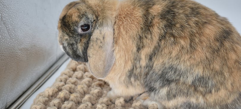 Hot Cross Buns' Hamish - solid harlequin retired buck
