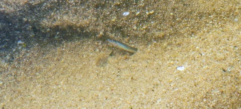 lone sand eel buried
