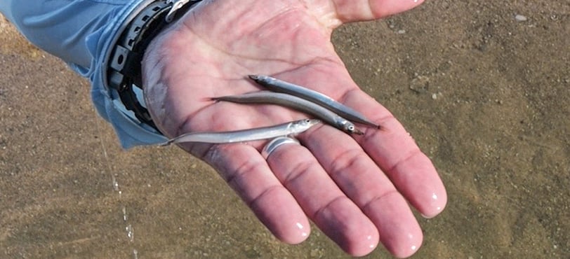 sand eels