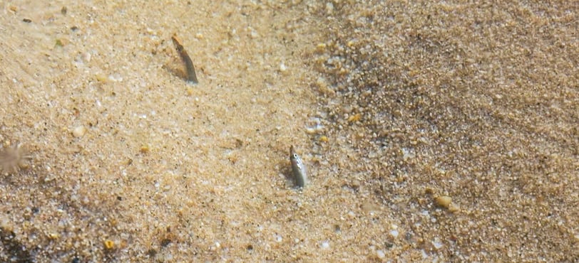 sand eels burried on the flat
