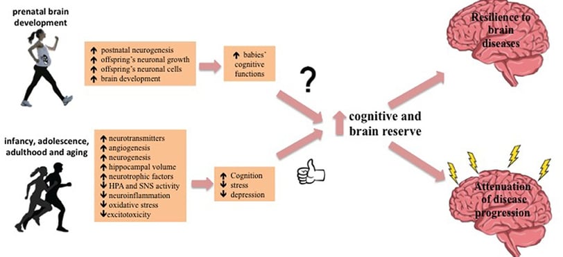 how exercise can confers brain resilience. Exercise positively influences brain and cognitive reserv