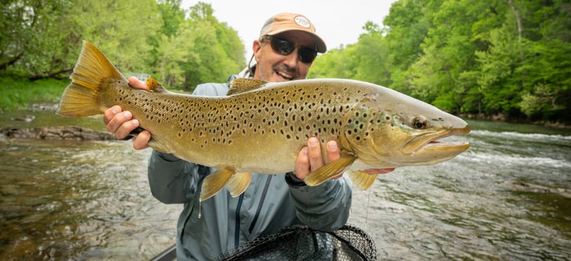 28.5" South Holston River Brown Trout