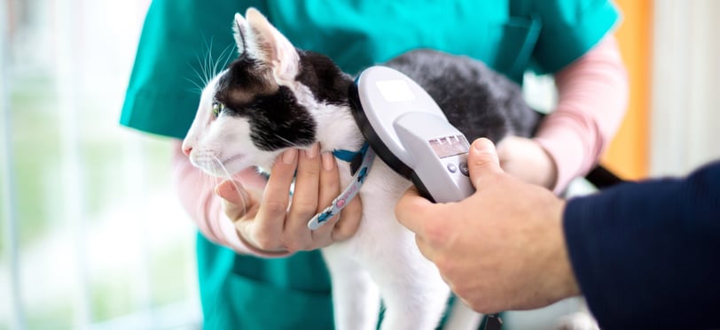 a black and white cat having its microchip scanned