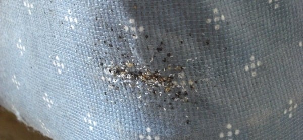 Montral Bedbug infestation in Matress