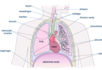 Lower Respiratory Tract