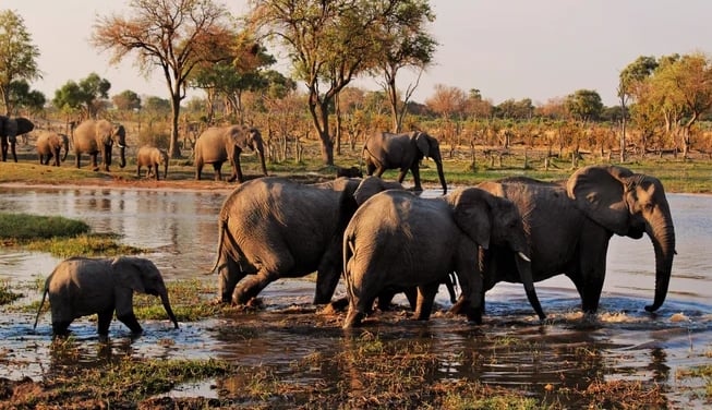 Elephants bathing at a water hole during winter