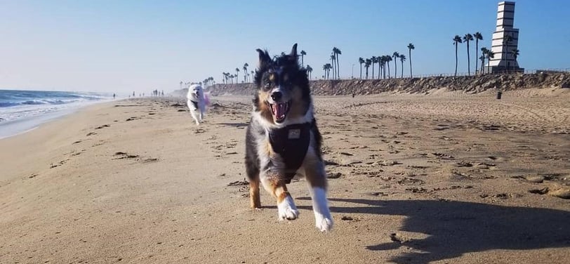 a dog is running on the beach