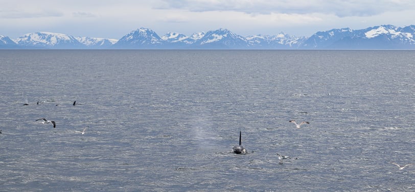 Killer whale approaching the boat
