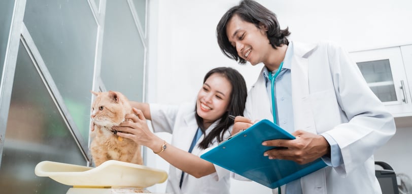 two veterinarians weighing a cat