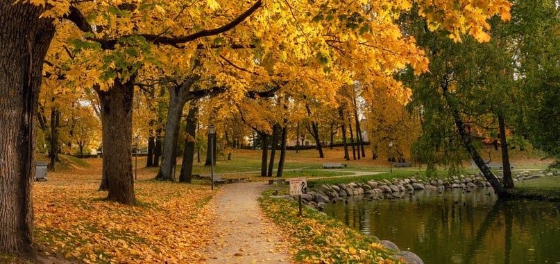 A scenic autumn pathway lined with golden leaves, evoking calmness and connection.