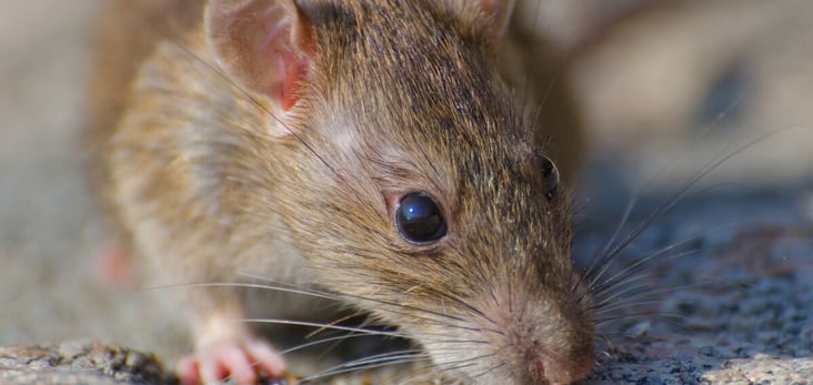 rat