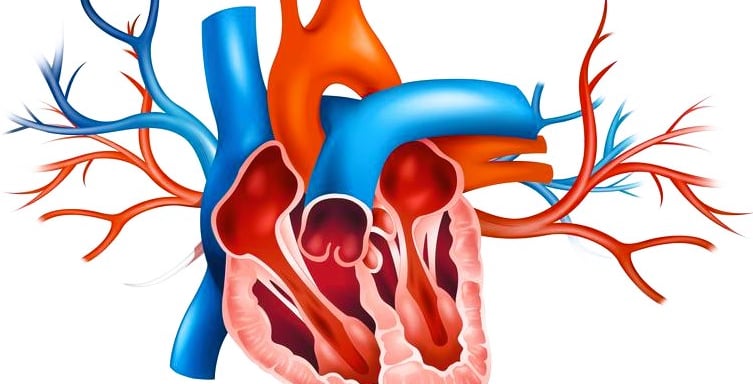 Heart Valve Disease