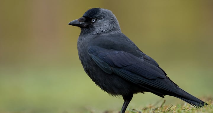 a jackdaw - Attribution: Marek Szczepanek, CC BY-SA 3.0, via Wikimedia Commons