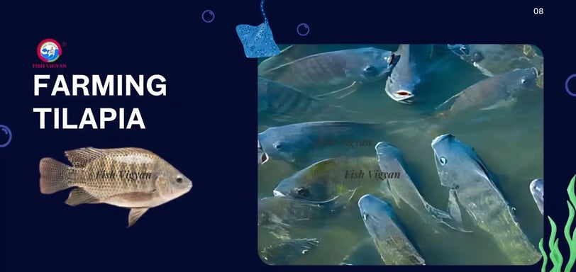 Everything You Need to Know About Farming Tilapia