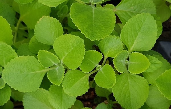 Hortelã: Benefícios, Vitaminas e Por Que Incluir Essa Planta Poderosa na Sua Alimentação