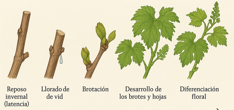 Etapas del Crecimiento de la Vid: Desde el Reposo Invernal hasta la Floración