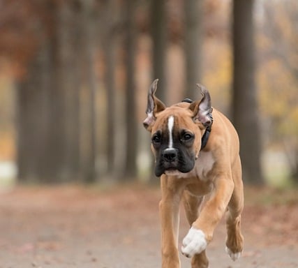 boxer