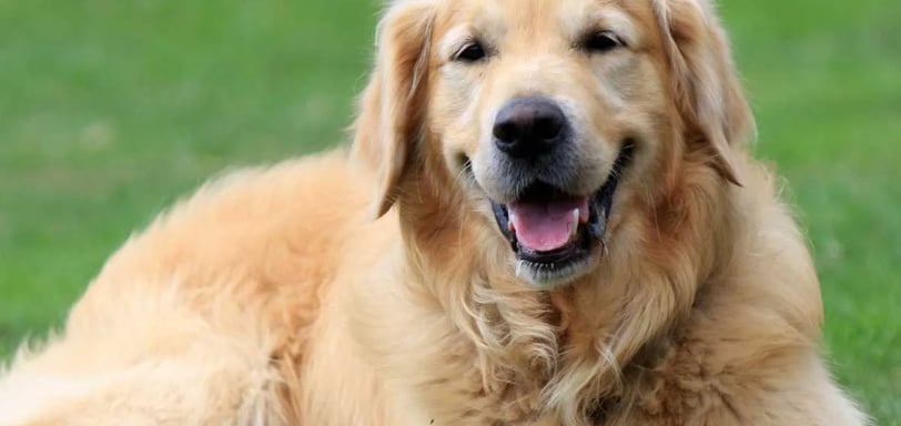 The Golden Retriever is an extremely popular dog breed that is the perfect choice for many families