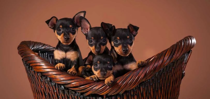 The miniature pinscher dog breed, which is one of the most popular small dogs