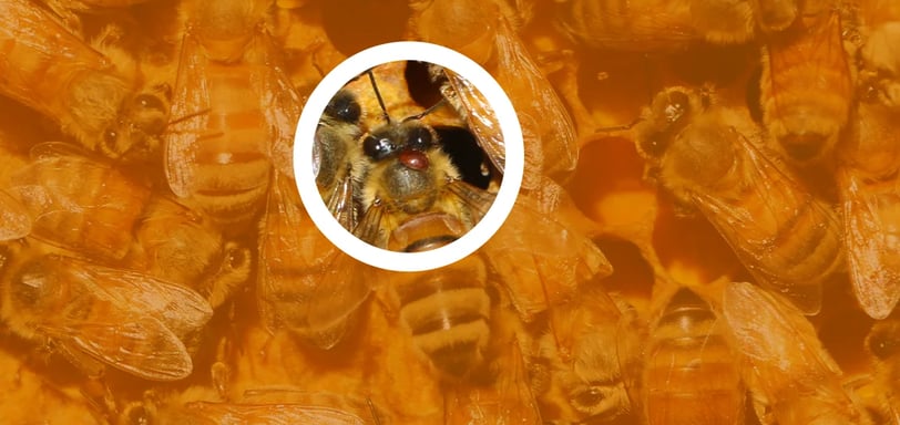 Varroa Mites – Effective Control Strategies for Healthier Hives
