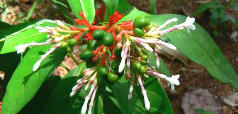 Patala Garuda
