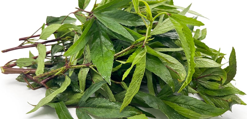 Gongura or Sorrel leaves Andhra Cuisine
