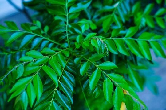 curry leaf
